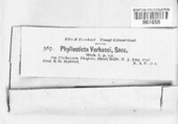 Phyllosticta verbasci image